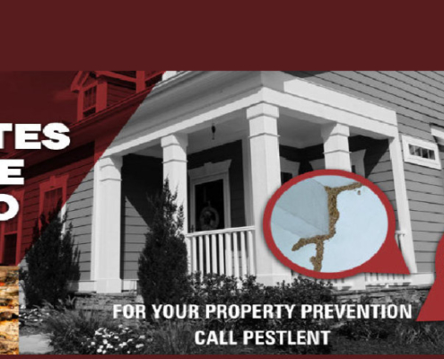 Pestilent Termites Pest Control Services