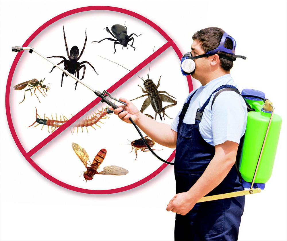 Best Pest Control Service in Subhash Marg Lucknow - Pestilent