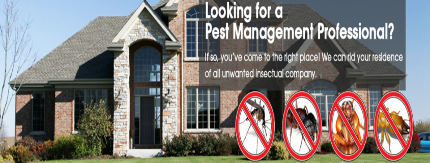 Hire Pest Control Proffesinal